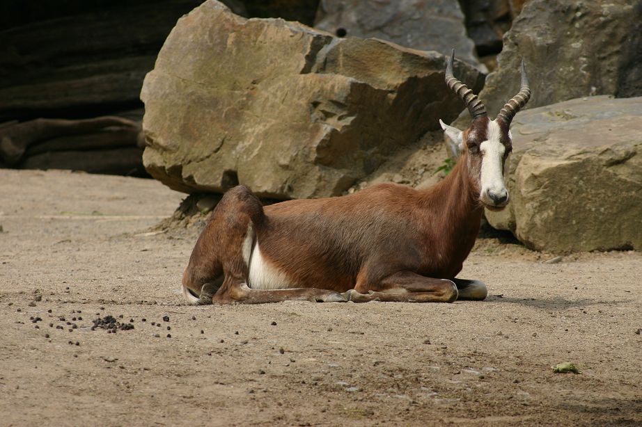 2011040701142024_k-Zoo 105.jpg